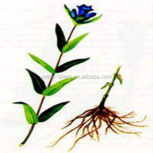 GMP <span class=keywords><strong>Kosher</strong></span> Tự Nhiên Cây Khổ Sâm Chiết Xuất Từ rễ CAS: 20831-76-9 - Product Image 2