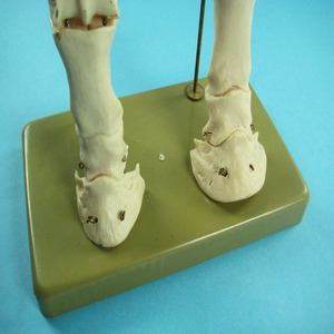 โมเดลขาม้าพลาสติก - Product Image 2