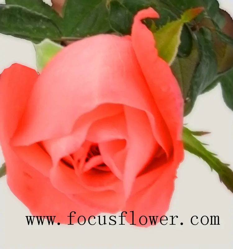 Rosas kenya moive estrela rosa de kunming de flores frescas de corte