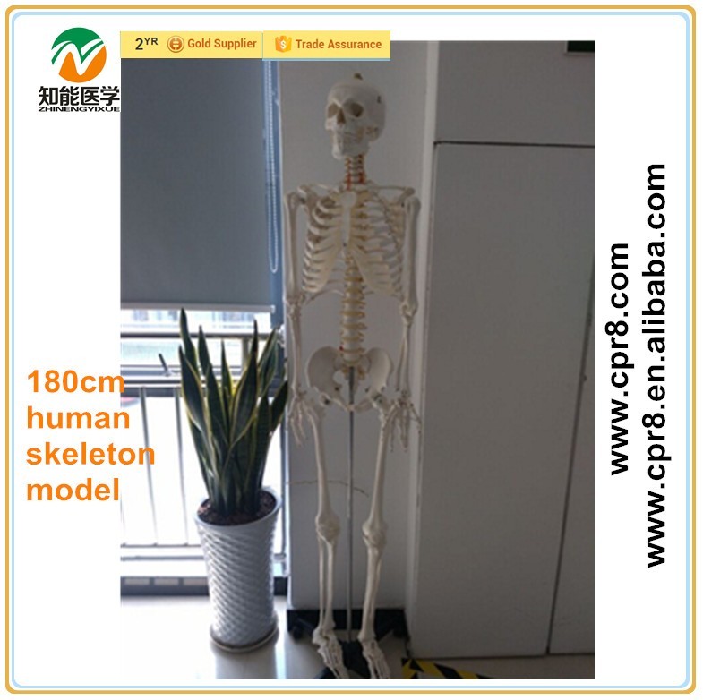 BIX-A1001 corps Humain pièces 180 CM squelette anatomie modèle