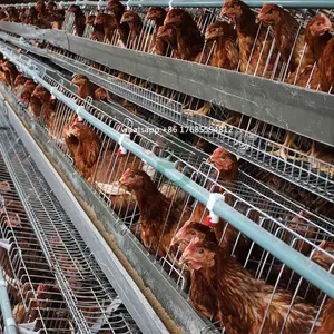 Cina all'ingrosso vendita calda strato pollame fattoria pollo kenya batteria gabbie/gabbie di pollo per l'africa farm