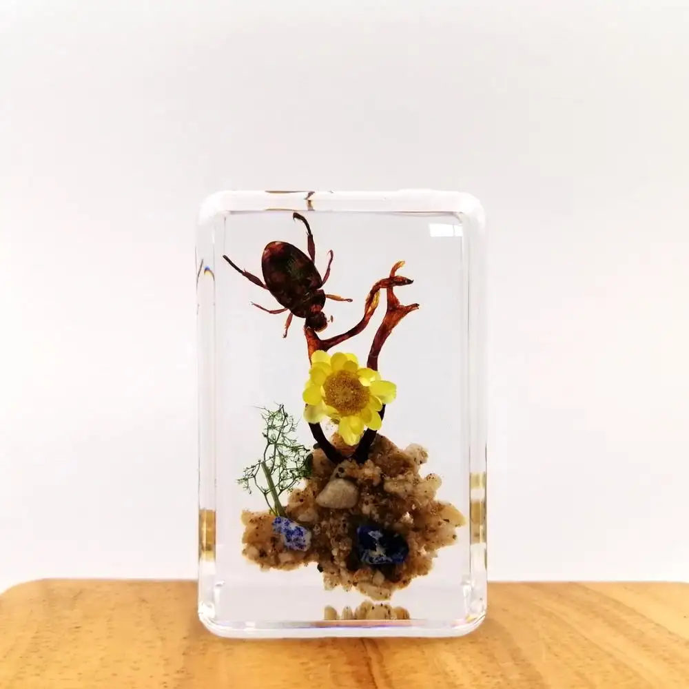Doré Hanneton Réel Beetle Insecte Spécimen en acrylique résine boîtes biologie presse-papiers