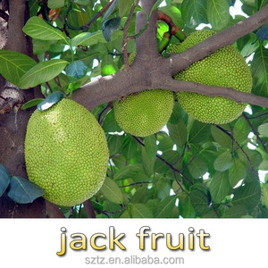 Rico Puro Jaca Sabor Durian Para El Caramelo Duro - Product Image 3
