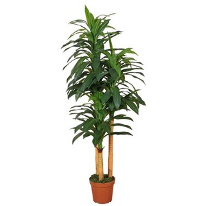 Fábrica hecho falso verde pequeño árbol artficial olla de Terre cuite de Vietnam Ficus microcarpa - Product Image 3
