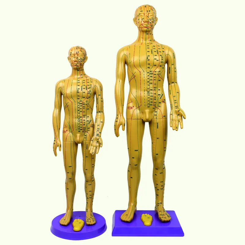 Medical acupuncture and acupuncture points Meridian human body model small copper men and women models super clear