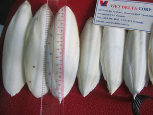 Os de seiche séché (taille : 4 - 9 cm) - Product Image 2