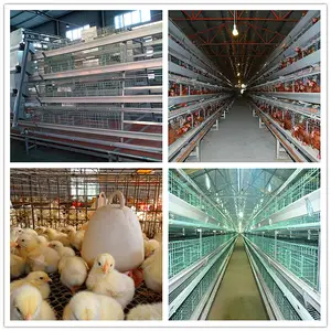 Precio de fábrica jaula de pollo para la venta en Filipinas