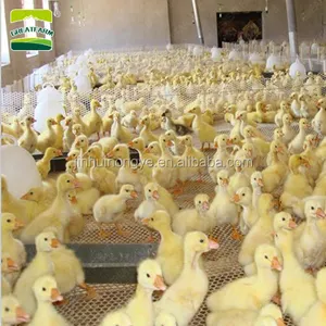 Diseño de granja avícola para pollo