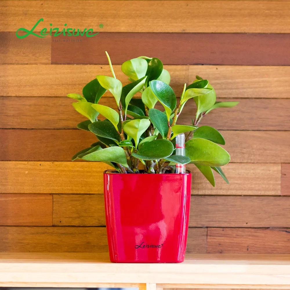 Robuster Kunststoff Blumentopf & Pflanz gefäße Mini Macetas Para Plantas Suculentas Decora tivas