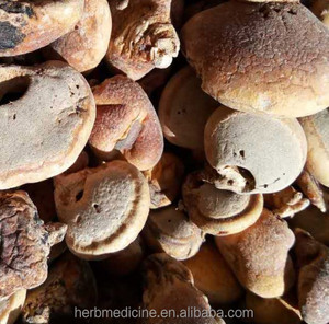 Cryptoporus Volvatus, champignon séché entier, en vrac, sauvage, voilé - Product Image 3