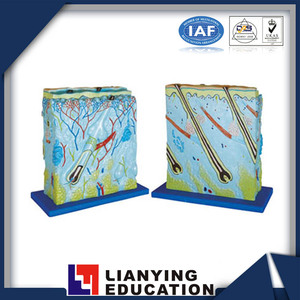 Modello anatomico ingrandito della <span class=keywords><strong>pelle</strong></span> <span class=keywords><strong>umana</strong></span> per <span class=keywords><strong>la</strong></span> scienza medica - Product Image 5