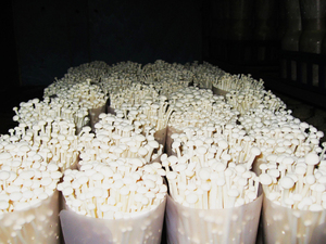 Detan טרי Enoki פטריות יצוא מחיר - Product Image 2