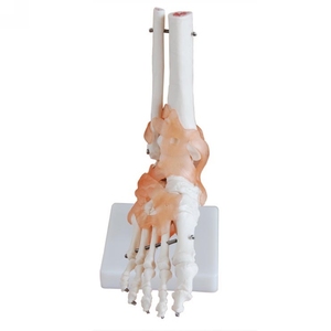 Modèle anatomique de quatre membres Modèle de <span class=keywords><strong>squelette</strong></span> anatomique humain en plastique pour la science médicale - Product Image 2