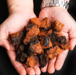 खरीदने 500g सच कच्चे नई स्वास्थ्य शीर्ष superfood chaga चाय बिक्री के लिए लाभ - Product Image 5