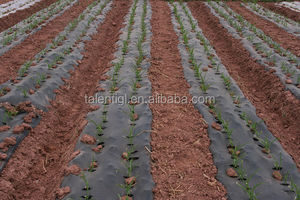 Película agrícola Película plástica negra para mantillo para espárragos blancos 100% sombreado de luz - Product Image 4