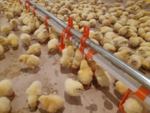 Kippenboerderij Staalconstructie Prijs Twee Verdiepingen Voor Kippenhok Pluimveebedrijf - Product Image 3