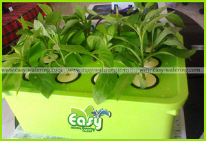 DWC Accueil Hydroponique systèmes de culture avec 6 site panier tasse - Product Image 2