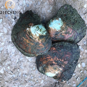 Tiram Mutiara Air Tawar Kualitas Tinggi dengan Kerang Mutiara Segar Grosir - Product Image 4