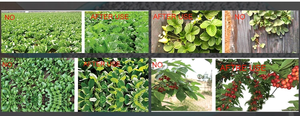 En iyi kalite tedarikçisi amino asit sıvı gübre tarım ürünleri için - Product Image 5