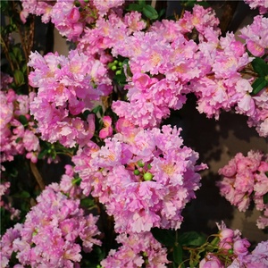 Flores Artificiales Colgantes F-1168, Glicinia, Lagerstroemia, Flor de Mimbre - Product Image 4
