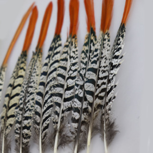 Nhà cung cấp hàng đầu lớn pheasant lông trong kho - Product Image 6