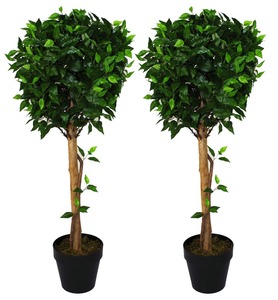 Grandes Árboles de Higo Llorón Ficus Benjamina Ficus Benjamina Grande Árbol de Higo Llorón - Product Image 1