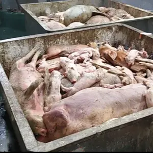 Di alta qualità di Osso di animale frantoio macchina/Morto animale carne trituratore