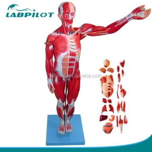 27 Parts Full Body Muscles, 78cm Anatomical Muscles with Internal Organs model