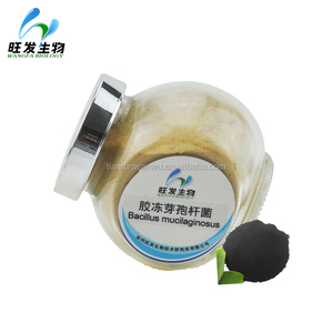 Polvere di Bacillus Mucilaginosus, Fertilizzante <span class=keywords><strong>Biologico</strong></span> con 10 Miliardi di CFU per Grammo per Fertilizzazione Microorganica - Product Image 4