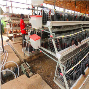 Poulet cages en batterie pour les couches pour les élevages avicoles dans ghana - Product Image 2