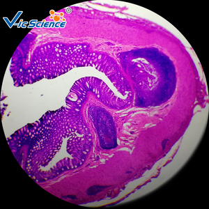 Hot Bán Thú Y mô học trượt kính hiển vi chuẩn bị Slide giáo dục mẫu vật - Product Image 2