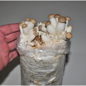 Detan eryngiiキノコ<span class=keywords><strong>mycelium</strong></span>販売 - Product Image 4