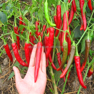 Piment/poivre rouge séché, vente en gros, 10g - Product Image 3