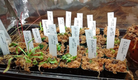 Etiquette de plante en plastique imperméable personnalisable pour le marquage des pots de fleurs et des jardinières de pépinière de jardin