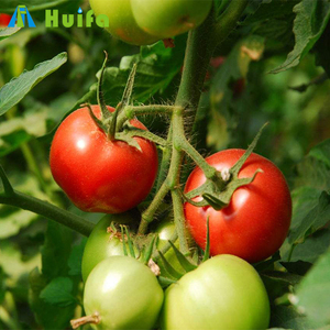 Serres <span class=keywords><strong>de</strong></span> production <span class=keywords><strong>de</strong></span> <span class=keywords><strong>tomates</strong></span> économiques HUIFA, serres à arceaux, serres en film plastique, serres turques à vendre - Product Image 3