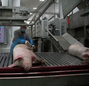 Línea de Producción Automática para Matanza de Cerdos, Equipo para Mataderos, 200 Cabezas por Día - Product Image 4