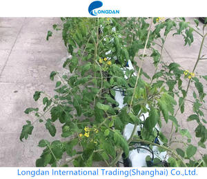 Cubo <span class=keywords><strong>di</strong></span> Lana <span class=keywords><strong>di</strong></span> Roccia 100% Senza Amianto per Serre e Semina <span class=keywords><strong>di</strong></span> Pomodori - Product Image 2