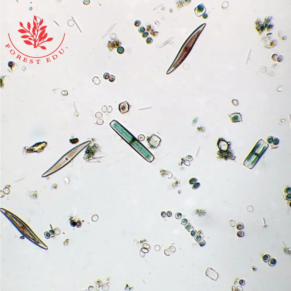 Microscopy Dyatomeae Diatoms algae slides