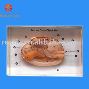 Especímenes biológicos integrados en la disección de la almeja marina - Product Image 2