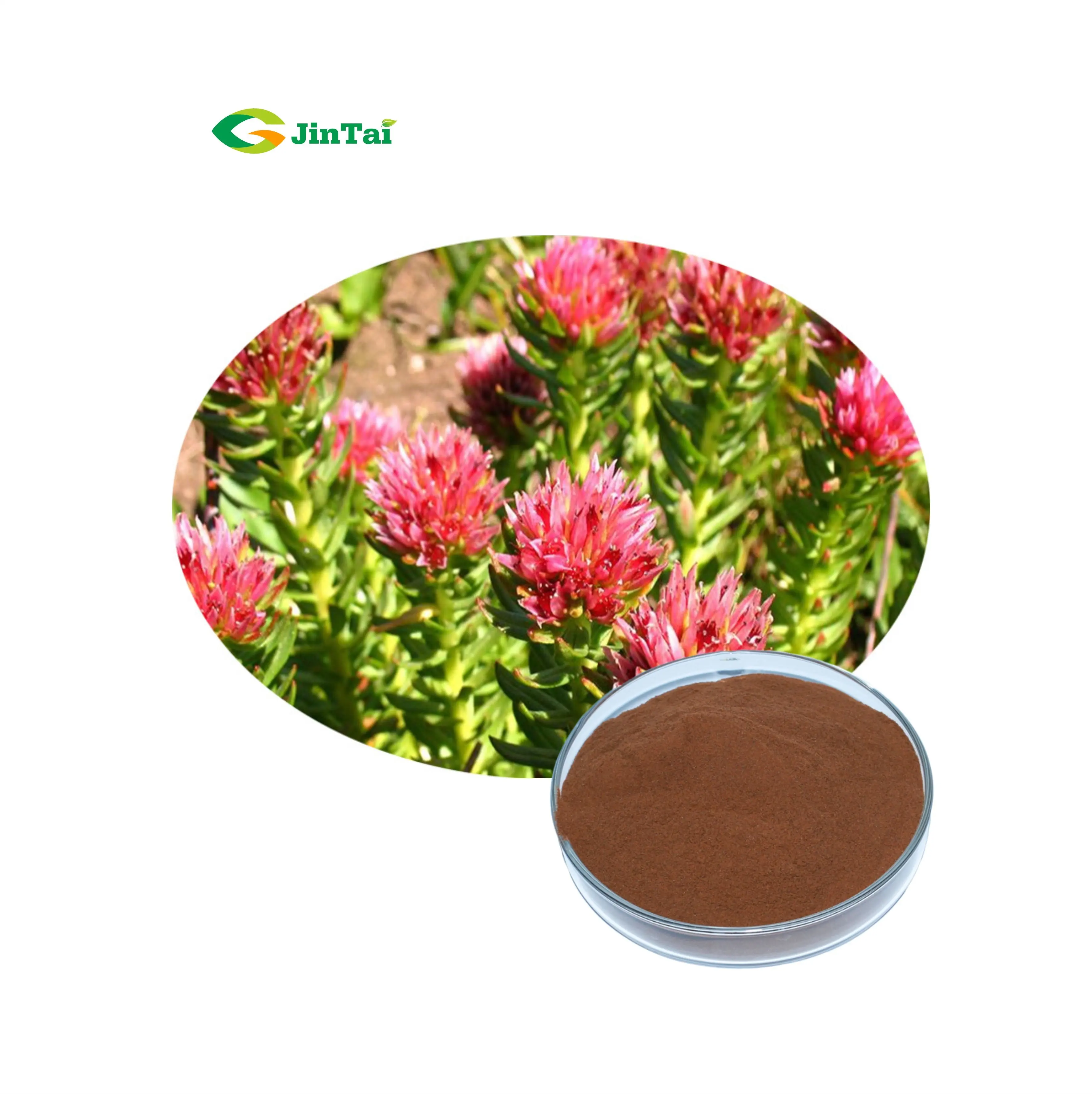 Ekstrak Tanaman Rhodiola Rosea dengan Rosavins 3%, 5%