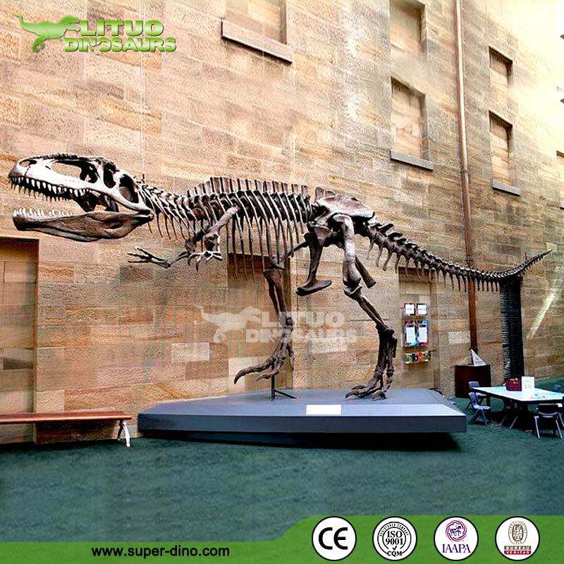ライフサイズ恐竜化石ギガノトサウルス