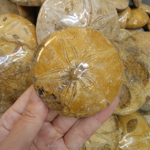 Madagascar pulido natural Starfish asteroide piedra fósiles espécimen Dropship - Product Image 4