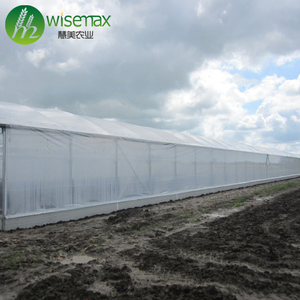 Agricultural Lettuce <strong>Seedlings</strong> <strong>Greenhouse</strong> - Product Image 6