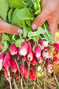 Des engrais organiques pour des cultures plus saines - Product Image 3