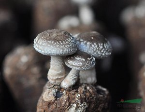 Detan shiitake frescos precios de mercado de setas - Product Image 3