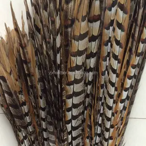 厂家直销批发 70- 80m 野鸡羽毛，天然野鸡尾羽毛