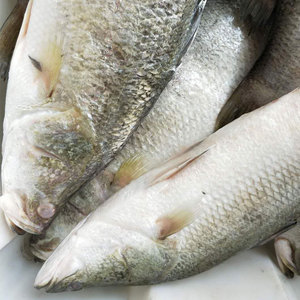 <span class=keywords><strong>Barramundi</strong></span> สดแช่แข็งลดราคา - Product Image 2