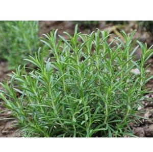 Teh dan Rempah-rempah Sehat Grosir Daun <span class=keywords><strong>Rosemary</strong></span> Hijau Murni Kering untuk Dijual - Product Image 5