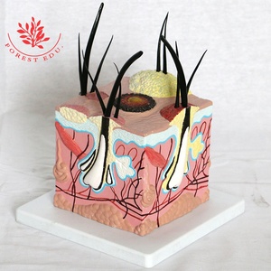 Une puce agrandie sur le modèle anatomique de la peau du chien - Product Image 4