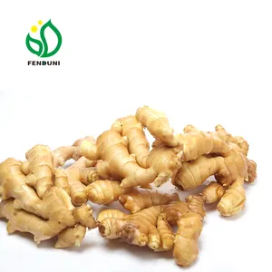 Fresh ginger export for sale price in China/ ginger processing plant